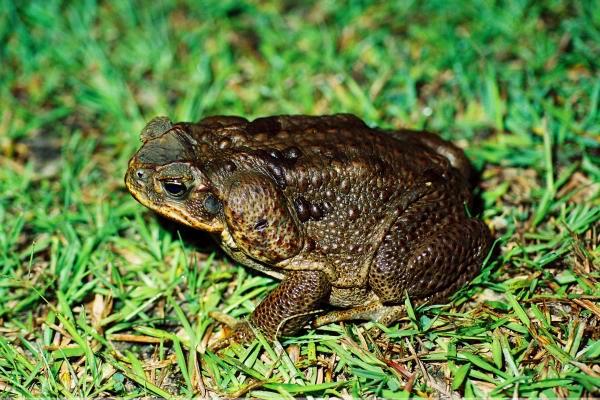 Mature adult female 17cm, photo by J Pumpars Mature adult female 17cm, photo by J Pumpars